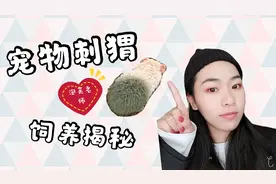 刺猬究竟好不好养？95天只要30元不到，去养这个小可爱吧