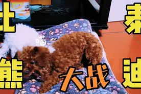 一岁大的泰迪大战五个月的比熊，谁也不让谁，一直打个不停视频封面