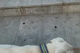 狗狗第一次不会走楼梯，是不是第一次都很笨拙