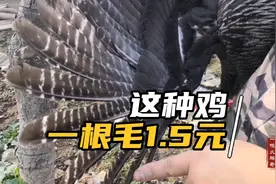在农村养殖这种鸡，一根毛能卖到1.5元，母鸡能长到10斤左右视频封面