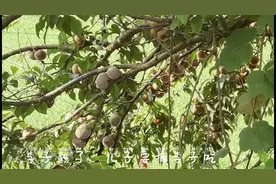 自制神器给儿子摘李子