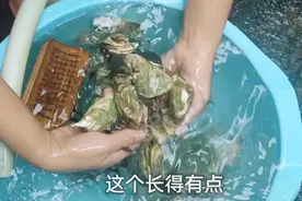 第一次在网上买了一箱生蚝，网友们看下这样能吃吗？我是不敢下口视频封面
