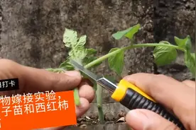 DIY 用茄子和西红柿苗做嫁接实验，最终能否成功？请关注视频封面