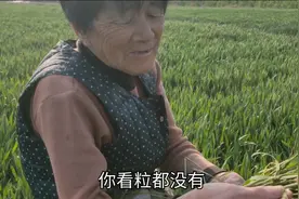 农村小伙种五亩小麦，为啥麦穗没有粒？老妈说出实情