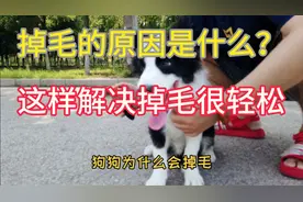 狗狗掉毛的原因及处理方法，别再抱怨狗狗掉毛了，都是主人没做好