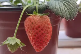 家养草莓成熟了，从开花到成熟大约一个月左右，是不是很诱人