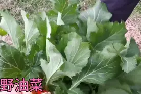 这种冬天不怕冻的野油菜，菜叶带刺，兔子吃了身体棒！