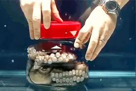 章鱼聪明吗？看看章鱼是怎样从封闭的瓶子里逃脱的视频封面