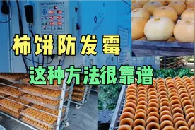 柿子晒制成柿饼，遇连续阴雨回南天容易发霉变质，这种方法很靠谱视频封面