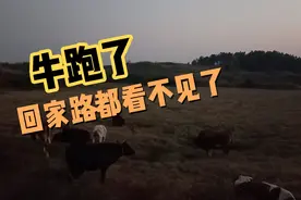 牛跑了，找到傍晚才找到，回家的时候路都看不见，太黑了。视频封面