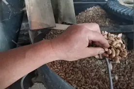 花生炒半熟出油率高，压榨花生油原来是这样流油的