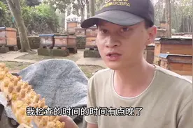 中意营养杂交王(2）开始将蜂王移进中蜂蜂群哺育了，会失败吗？视频封面