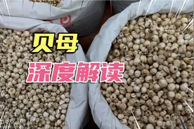 川贝 平贝 新疆贝 深度解读 教你一些你能用到的东西视频封面