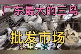实拍广东最大的三鸟批发市场，这里有你没有见过的元宝鸽子视频封面