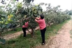 新品种，专利修剪技术，晋楂蜜甜山楂红了！视频封面