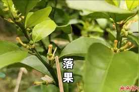 砂糖橘落果不用慌，这种情况出现越早，丰产越有保障视频封面