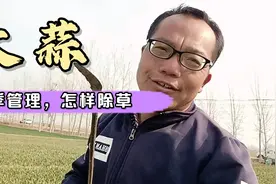 大蒜地里长草了怎么办？能不能打除草剂？听听老四怎样说的视频封面