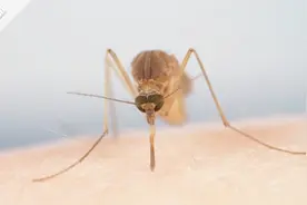 蚊子最爱叮哪些人？2分钟看人类“头号杀手”