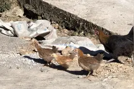 可怜天下父母心，小鸡被老鹰叼走只剩下三只，母鸡每天提心吊胆！视频封面