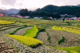 贵州盘州：新民万亩梯田稻谷金黄视频封面