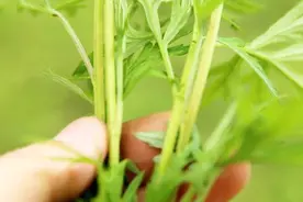 艾草越嫩越好，还是越老越好？陈艾这样用，效果最好