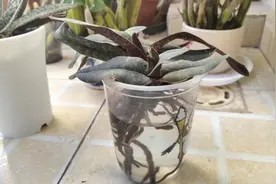 兜兰水培2个月是否烂根？兰花水培来了花苞，种植环境是这样视频封面