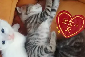 记录一下小猫咪出生第20天会自己玩耍了😊