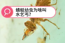 蜻蜓幼虫为啥叫水乞丐？因为它的下唇也就是捕食器像个要饭的碗视频封面