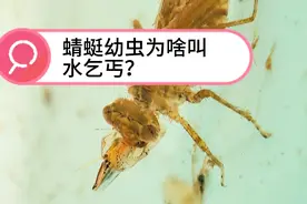 蜻蜓幼虫为啥叫水乞丐？因为它的下唇也就是捕食器像个要饭的碗视频封面