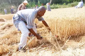 河南登封：少林弟子麦田挥镰刀  “洋弟子”首次收麦不亦乐乎视频封面