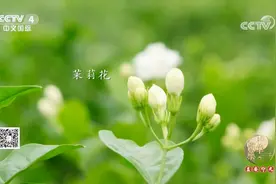 茉莉花茶有安神解郁功效，玫瑰花做代茶饮又能疏肝理气，了解一下视频封面