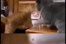 说出来你可能不信。这是狼猫杂交