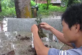 小小动作大丰收，野外寻找景石，培养附石盆景，成品不会差视频封面