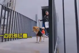 笑死，这两只狗狗真像孙红雷和黄渤，导演组哪里找来的视频封面