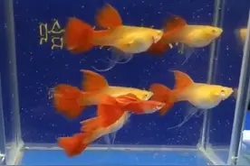 网上买鱼靠谱吗？刚刚在拍卖群90元拿下六条全红缎带孔雀鱼