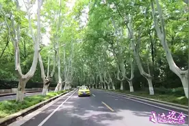 实拍南京最美的道路之一，遍地的法国梧桐树太让人震撼了，太美了