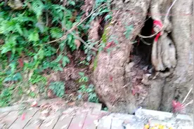 贵州锦屏瓮寨千年金丝楠木王视频封面