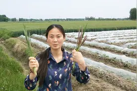 农村路边的茅针草，你小时候肯定吃过，还记得茅针的味道吗视频封面