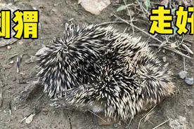 乌鲁木齐雅玛里克山一只刺猬永远离开了这个世界，刺口从此少一个