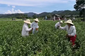 茉莉花茶窨花工艺之鲜花采摘流程视频封面