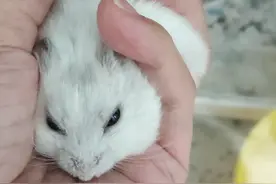 仓鼠睡觉喜欢侧躺