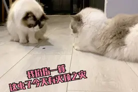 长得这么好看的布偶猫居然吃虫子？娣儿：我是不是要不行了视频封面