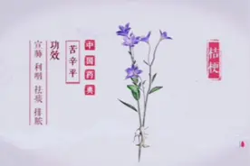 中药本草—桔梗视频封面