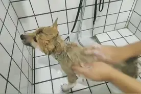 柴犬洗澡然后睡觉视频封面