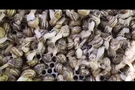 纪录片，用蜗牛美容， 工业上是怎么提取蜗牛黏液做美容的？视频封面
