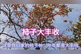 好吃不腻红烧蛋饺