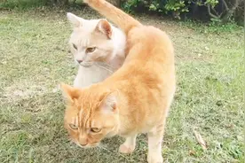 随手拍的附近的流浪猫，不怎么怕人