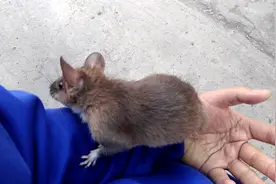 神奇老鼠，一点不咬人，当宠物喂养