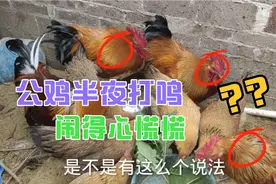 请教一下大家，公鸡半夜打鸣是怎么回事？听老人说这是不好的事情视频封面