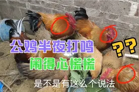 请教一下大家，公鸡半夜打鸣是怎么回事？听老人说这是不好的事情视频封面